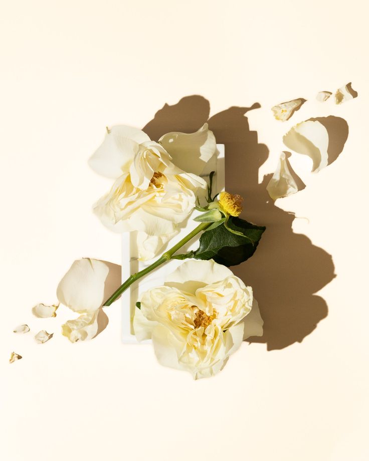 A Journey into Fragrance Oils and the Fragrance Wheel
